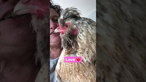 Hen follows human into new house