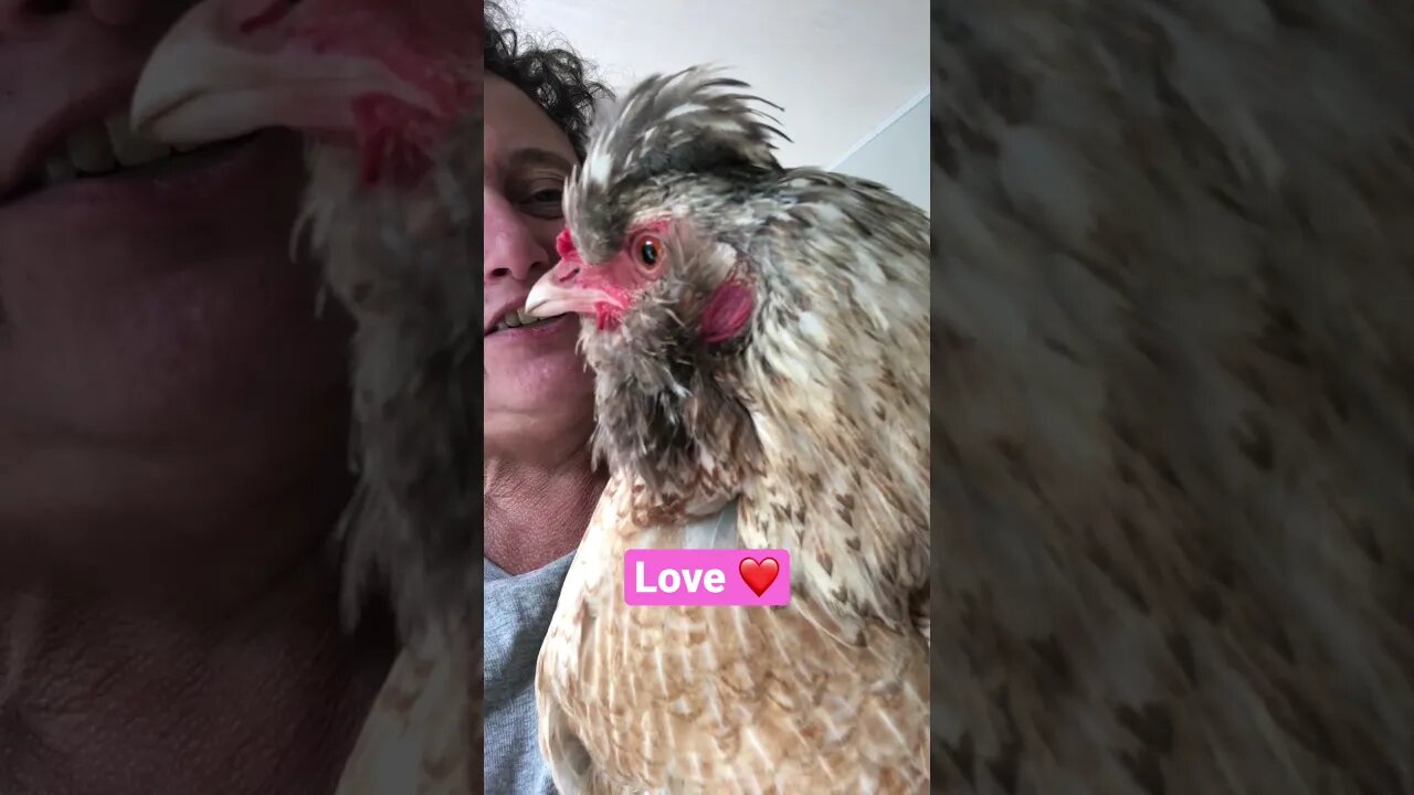 Hen follows human into new house