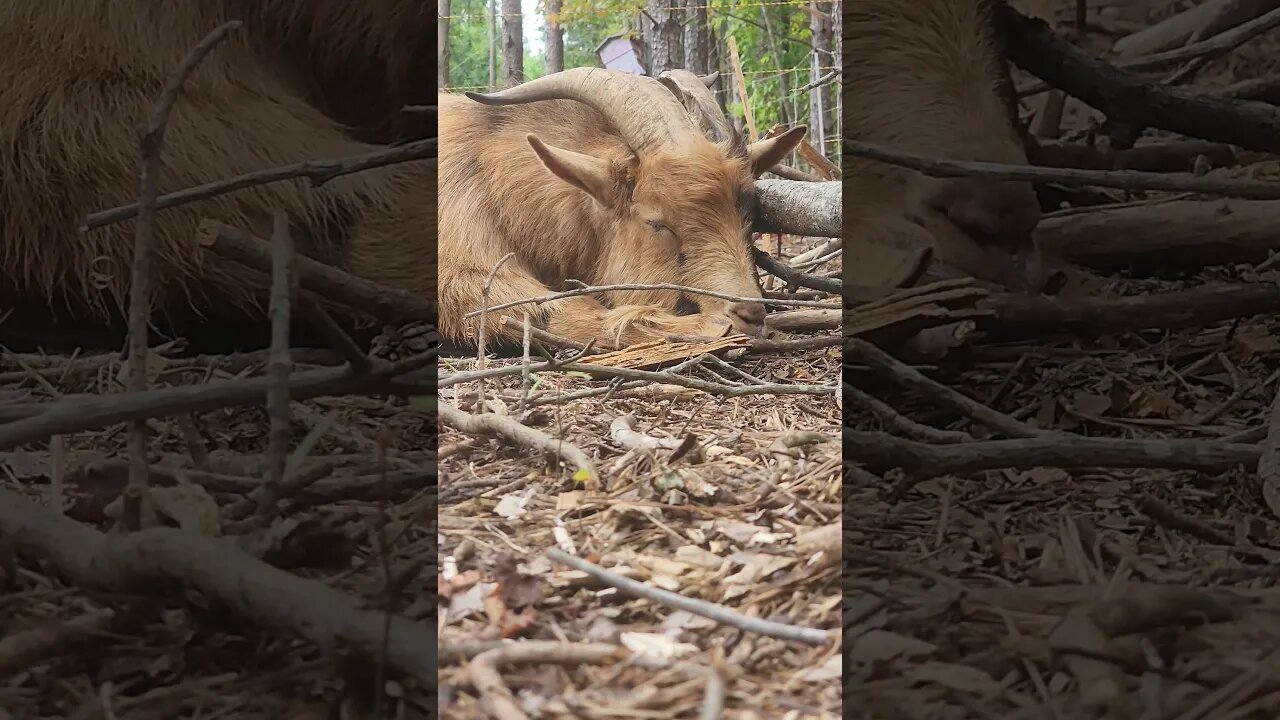 Sunday morning naps