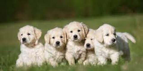 Golden retriever puppies