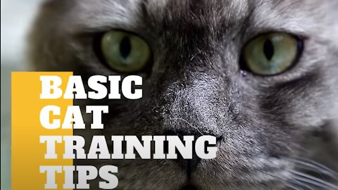 Cat 101: How To Train Your Cat For Beginners