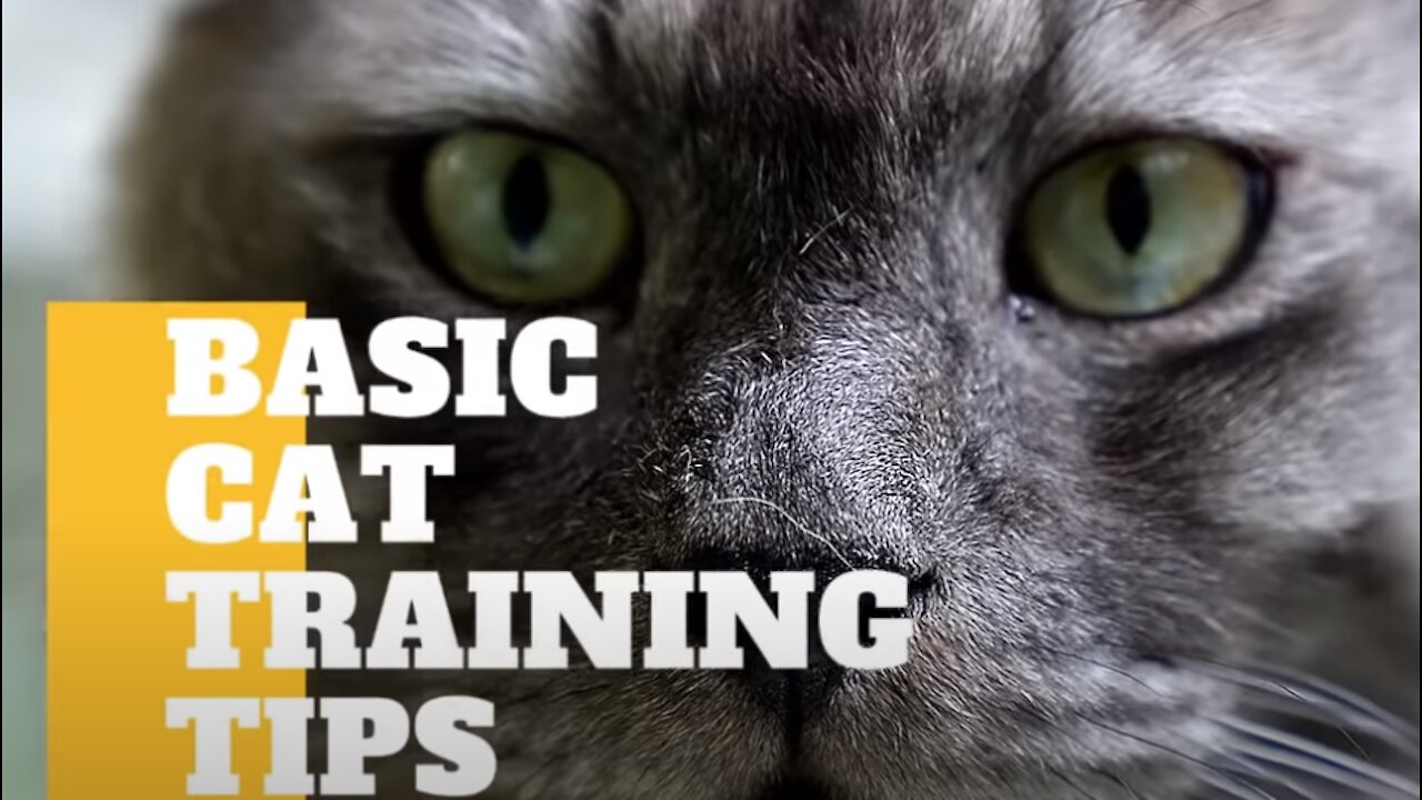 Cat 101: How To Train Your Cat For Beginners