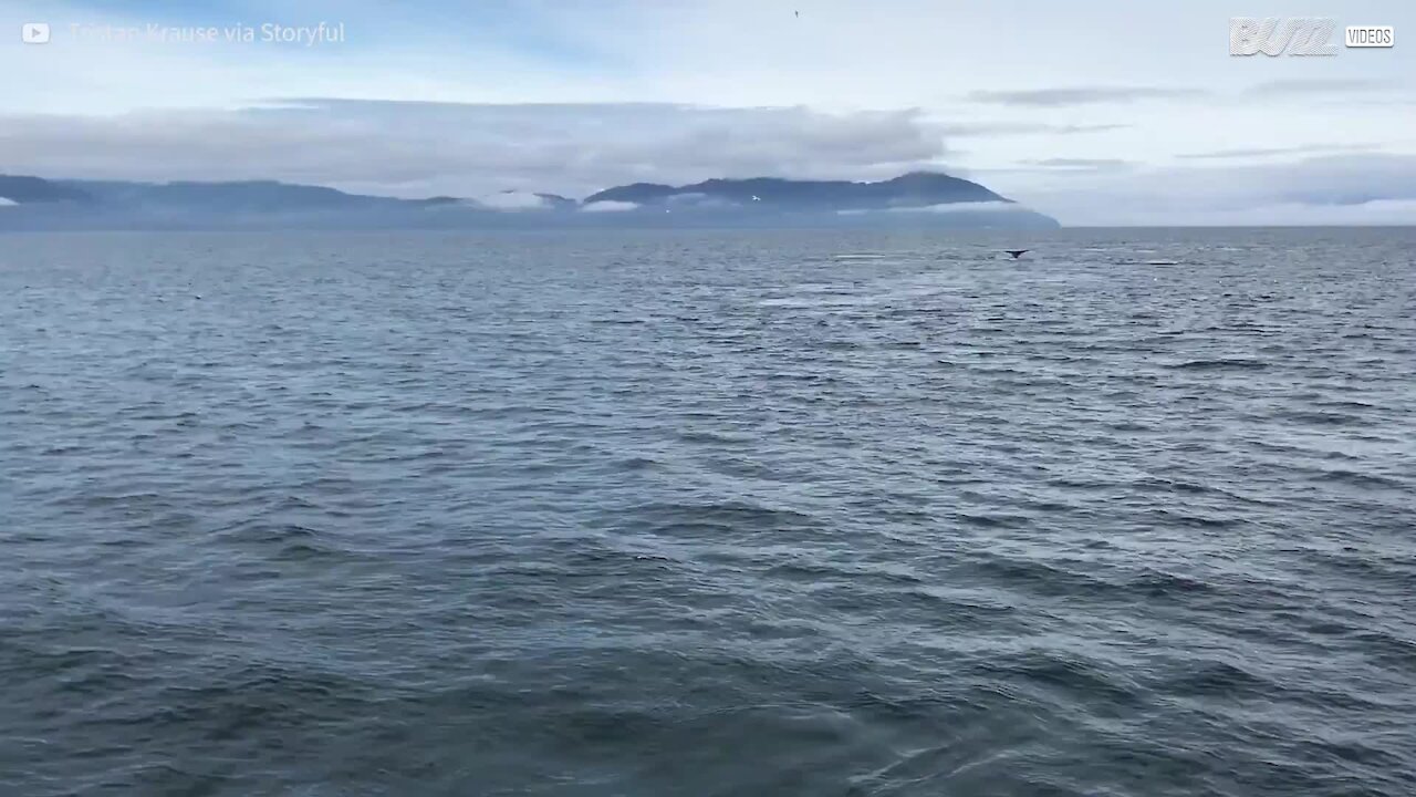 Megattera spaventa i turisti in un incontro sorprendente