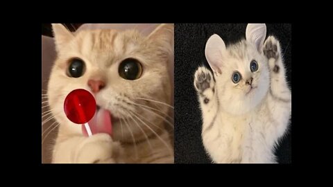 funny cat 🐈 cute cat