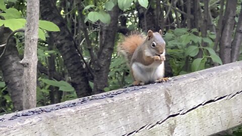 Red-Tailed Squirrel