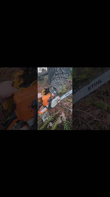 Never Skip Leg Day!! #shorts