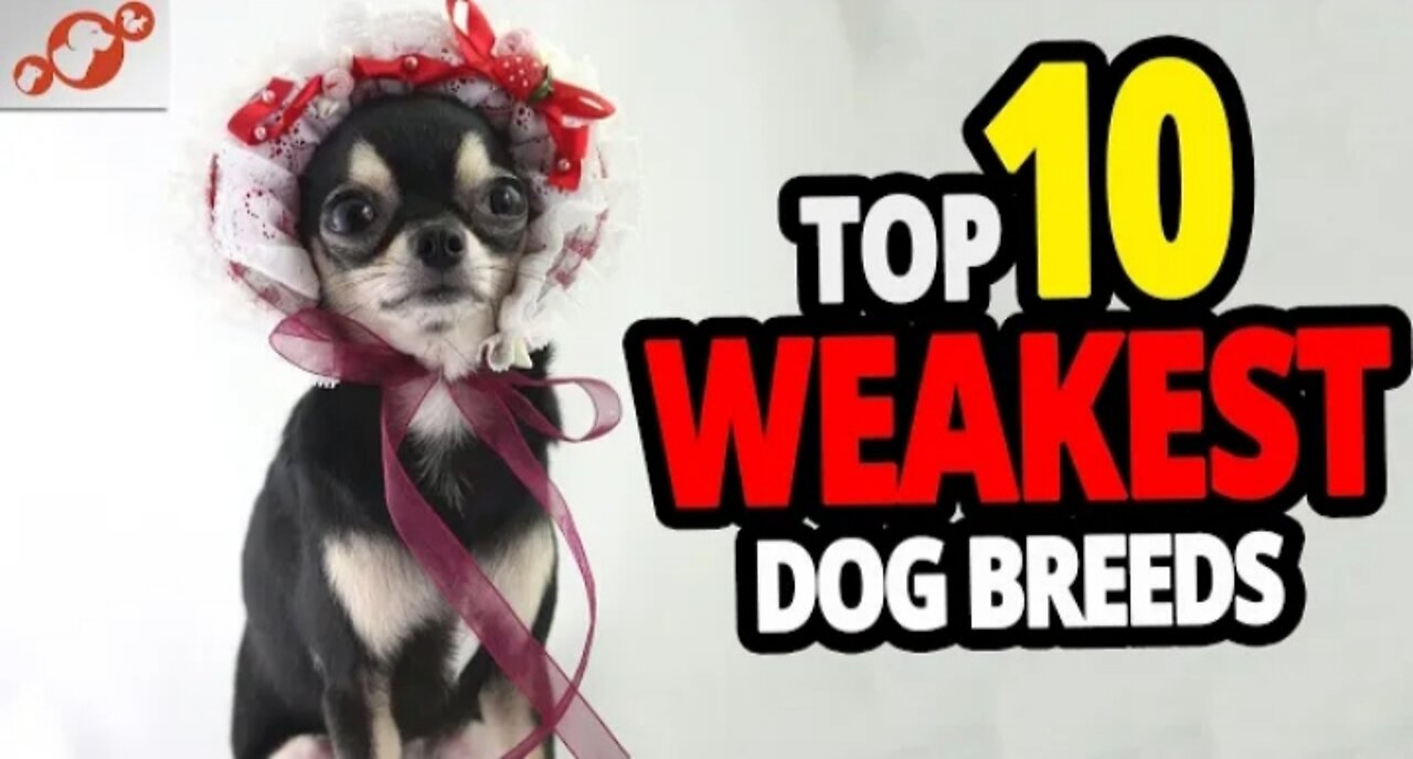 🐕 Weakest Dogs - TOP 10 Weakest Dog Breeds In The World!