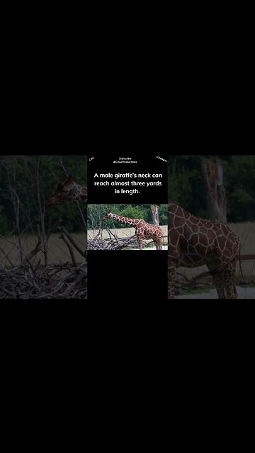 The giraffe has a long neck with only seven vertebrae #giraffe #shorts