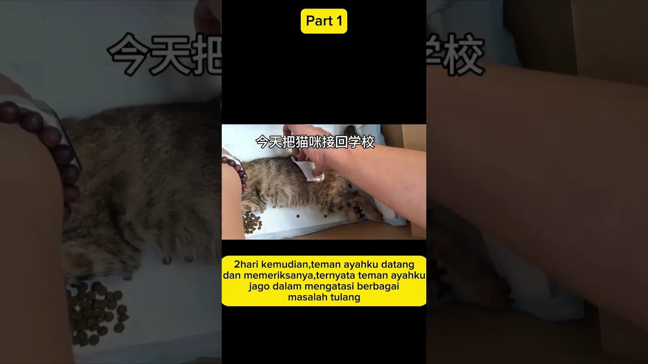 Kucing ini menderita dialokasi tulang belakang #kisahnyata #kucing #neko #shorts