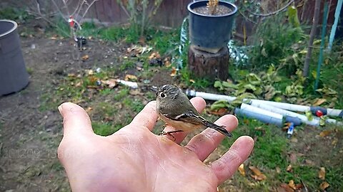 Bird in the green house