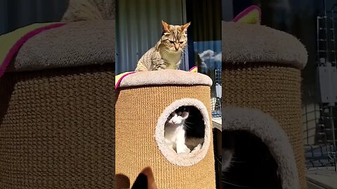 Battle For The Cat Tower.