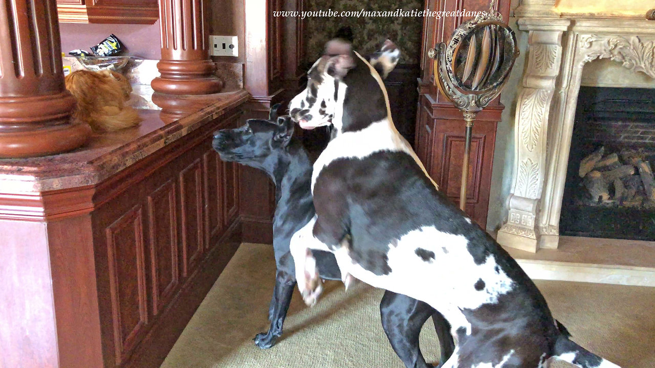 Cat not impressed by bouncing Great Danes