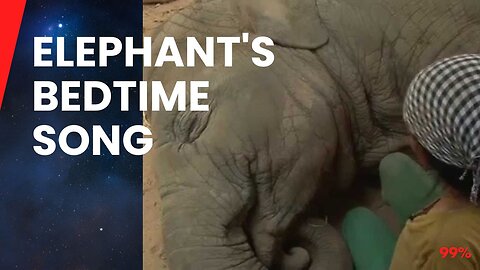 Watch: Elephant Falls Asleep to Lullaby!