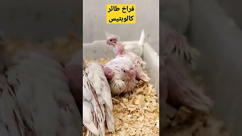 فراخ طائر كالوبتيس ألبينو روعة الخالق.