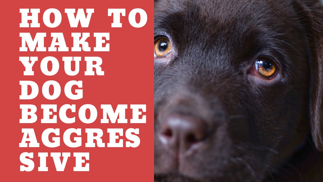 How To Make Dog Become Wildly Aggressive With Few Simple Tips