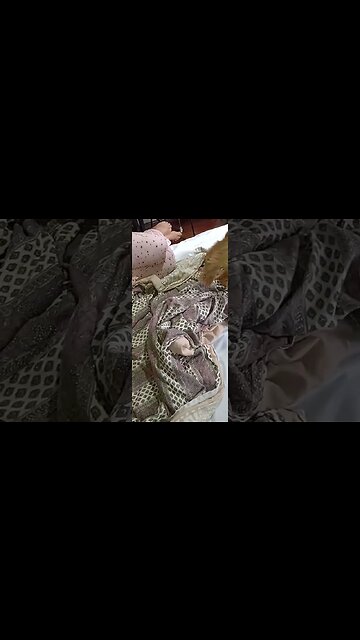 #dogshow , #animals , #dogs , #shorts