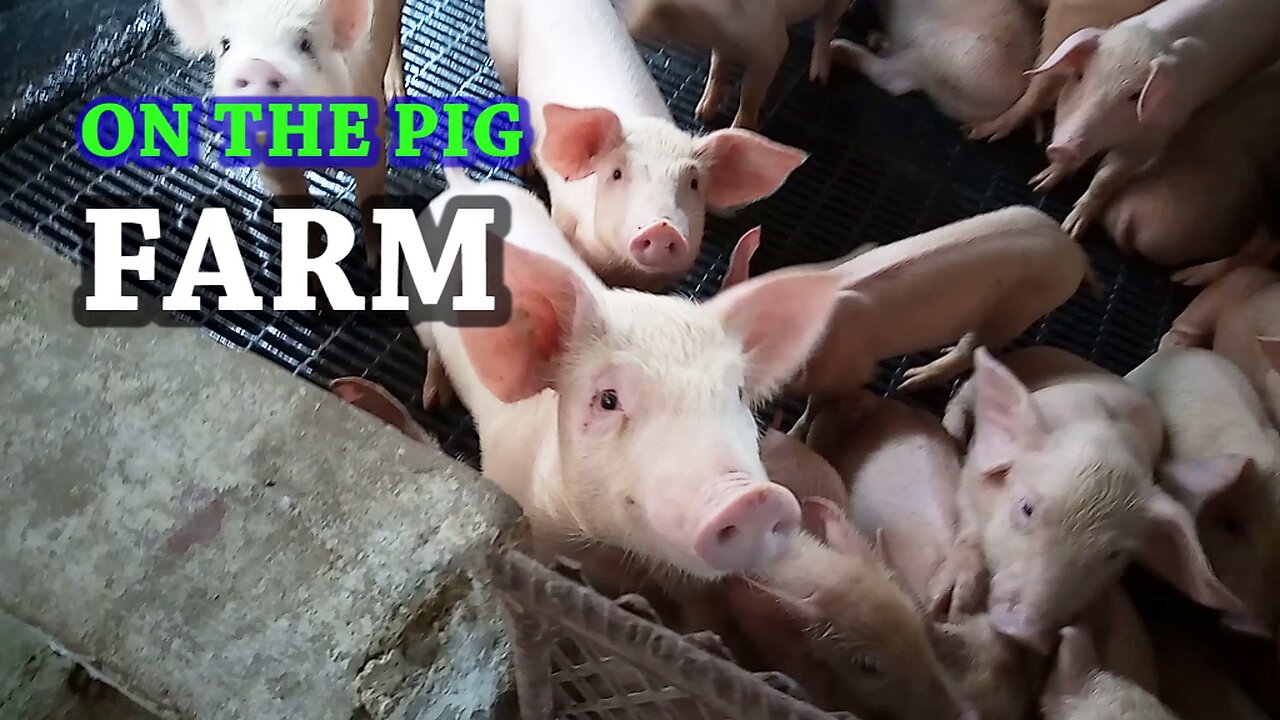 AM ON THE PIG FARM | watch to see what happens