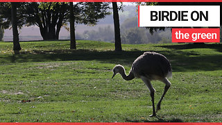 Golfers shock after escaped rhea runs amok on course