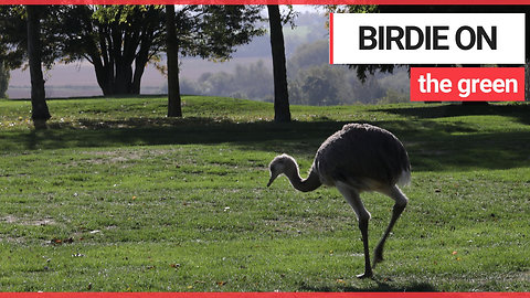 Golfers shock after escaped rhea runs amok on course