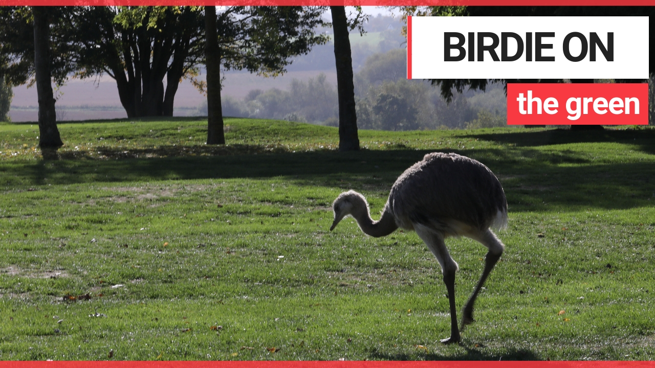 Golfers shock after escaped rhea runs amok on course