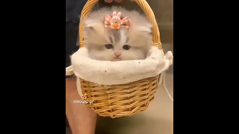 cute cat