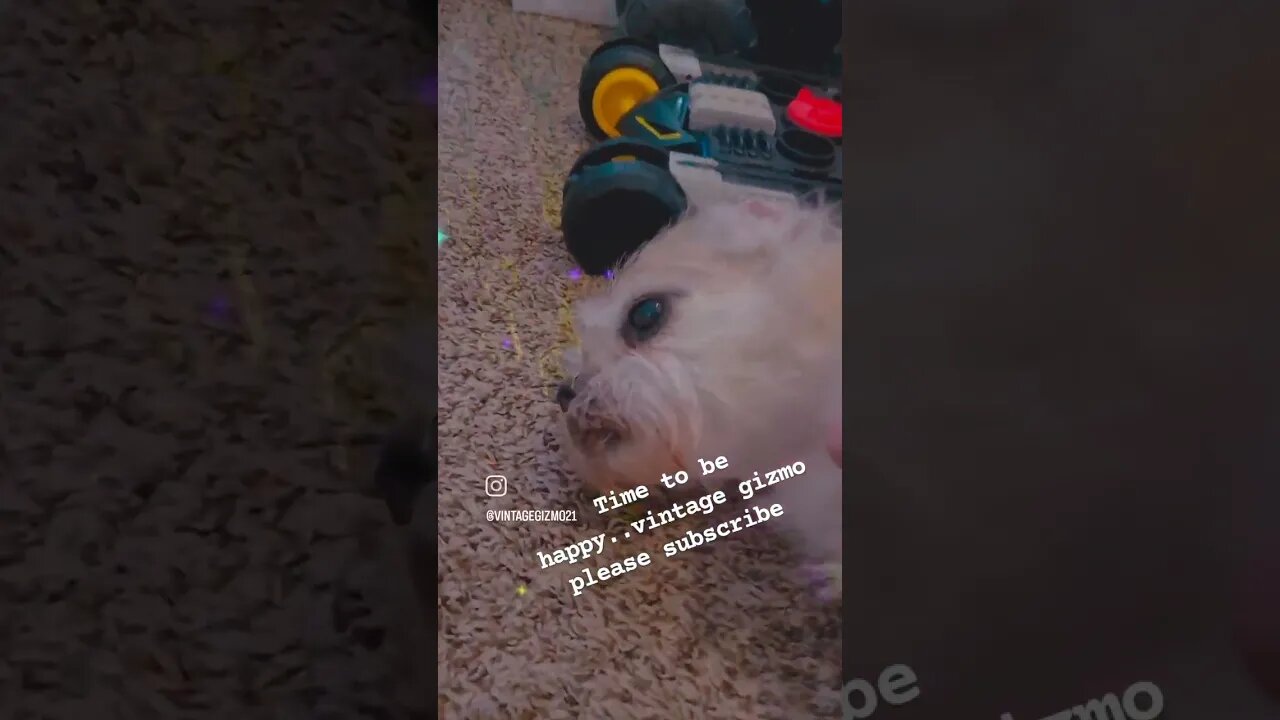 be happy gizmo