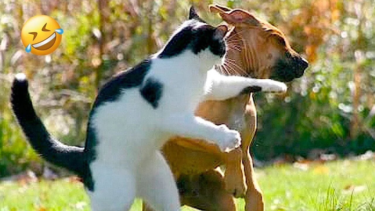 Funny Animal Videos 2023 🤣 - Funniest Cats And Dogs Videos 😺😍 #11