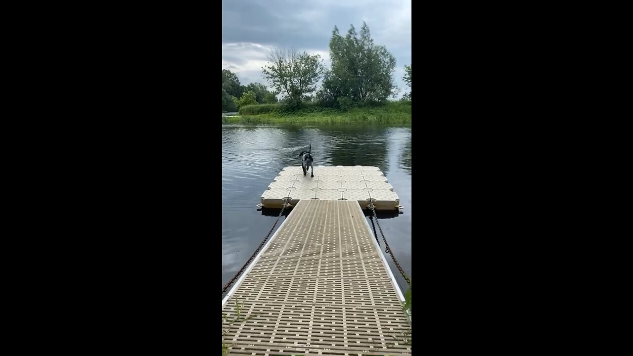 Dog Dock Dive