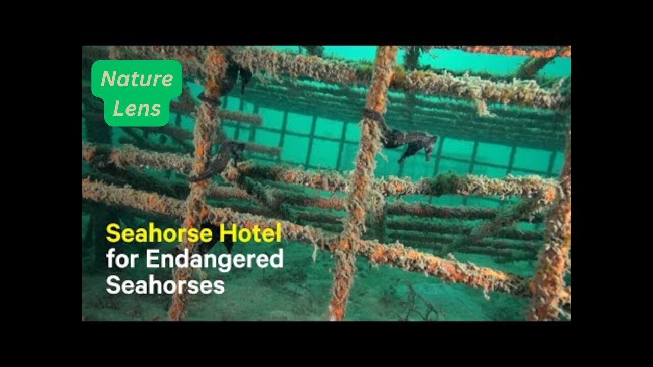 Scientists Create Seahorse Hotels to Save Endangered Species