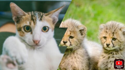 Baby Cats - Cute and Funny Cat Videos Compilation #5 Aasif3