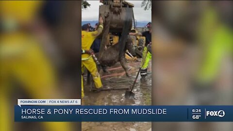 Horse and pony rescued from mudslide