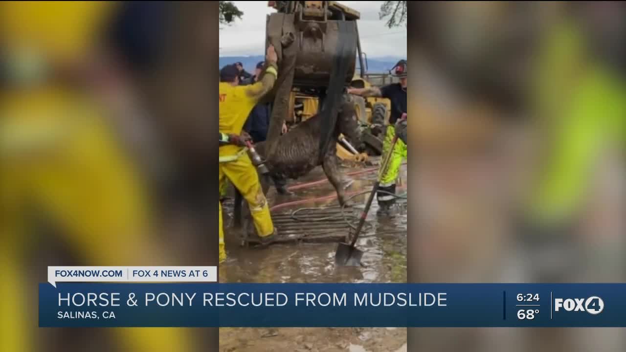 Horse and pony rescued from mudslide