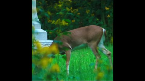 deer on the Battlefield