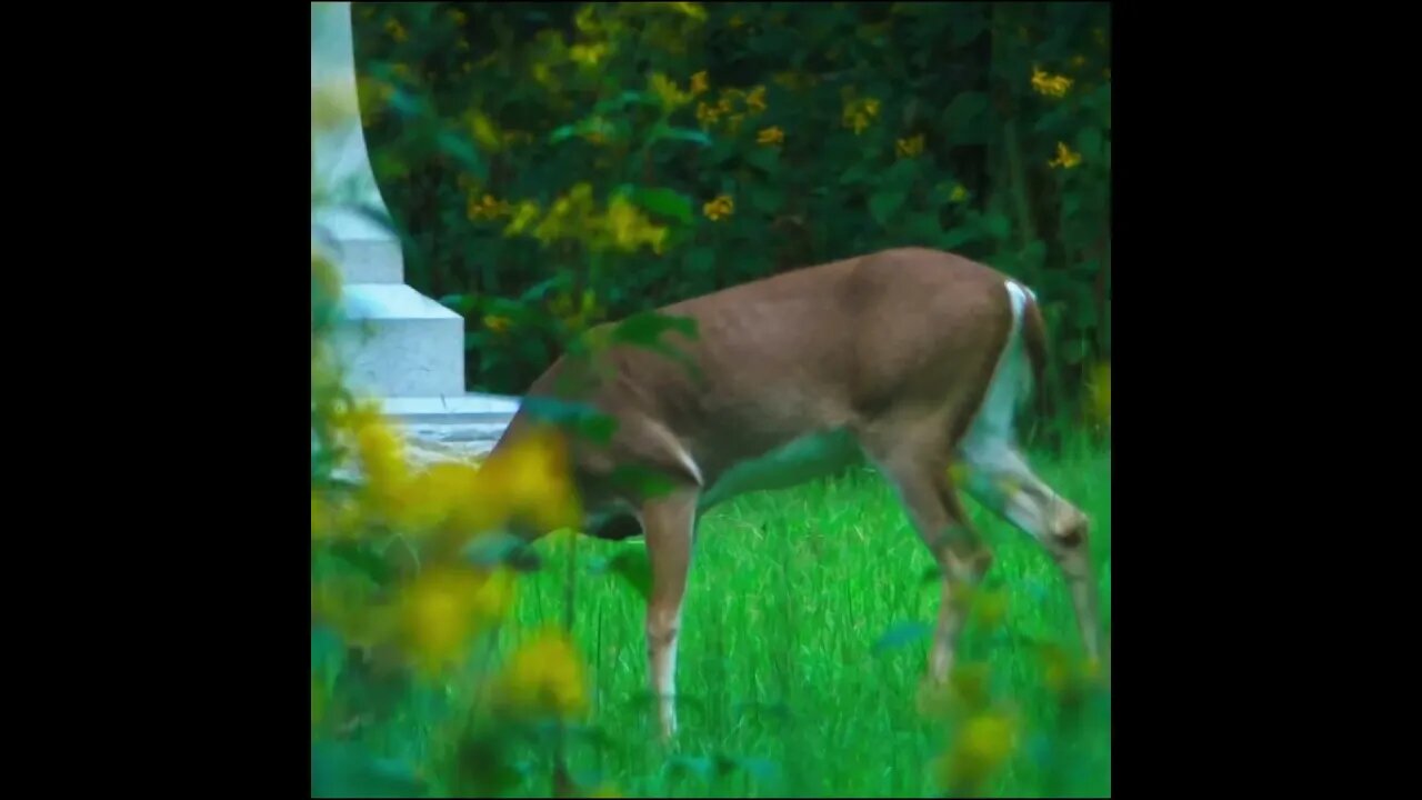 deer on the Battlefield