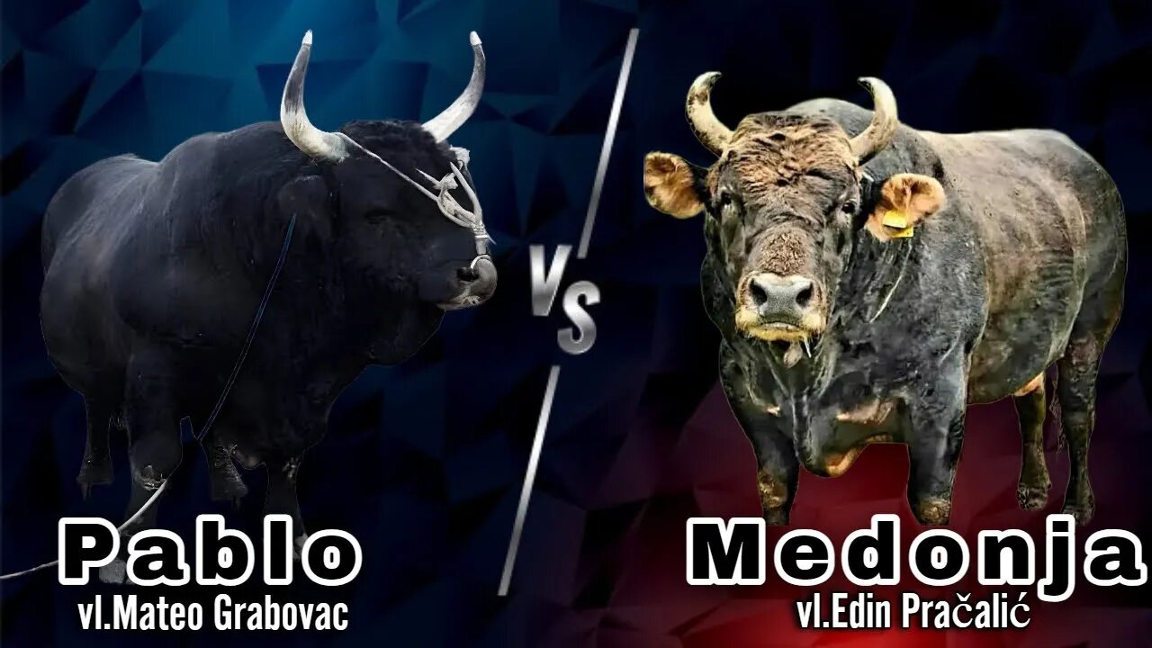 Pablo vs Medonja the best bull fight ever