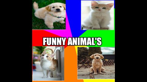 Funny animal's , funny dog, funny cat