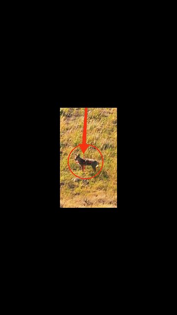 Hunting Coyotes #shorts #dogs #animals #hunter #089