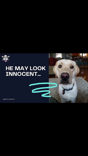 Rocky is a Pain in The Arse! Stop it Rocky!