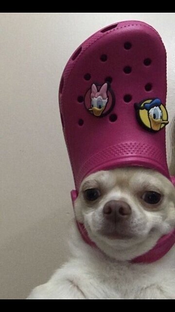 Discover the World of Animals : Fun, Facts, and Training Tips