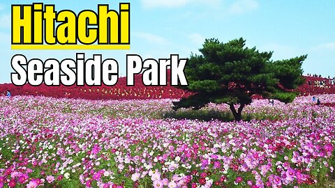 Hitachi Seaside Park