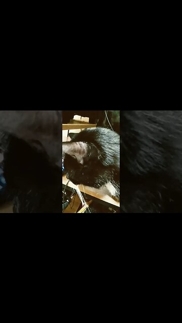 Desk kitty #shortsfeed #cat #kitty #shortsvideo #youtubeshorts #kittycat #cutekitty #catvideos