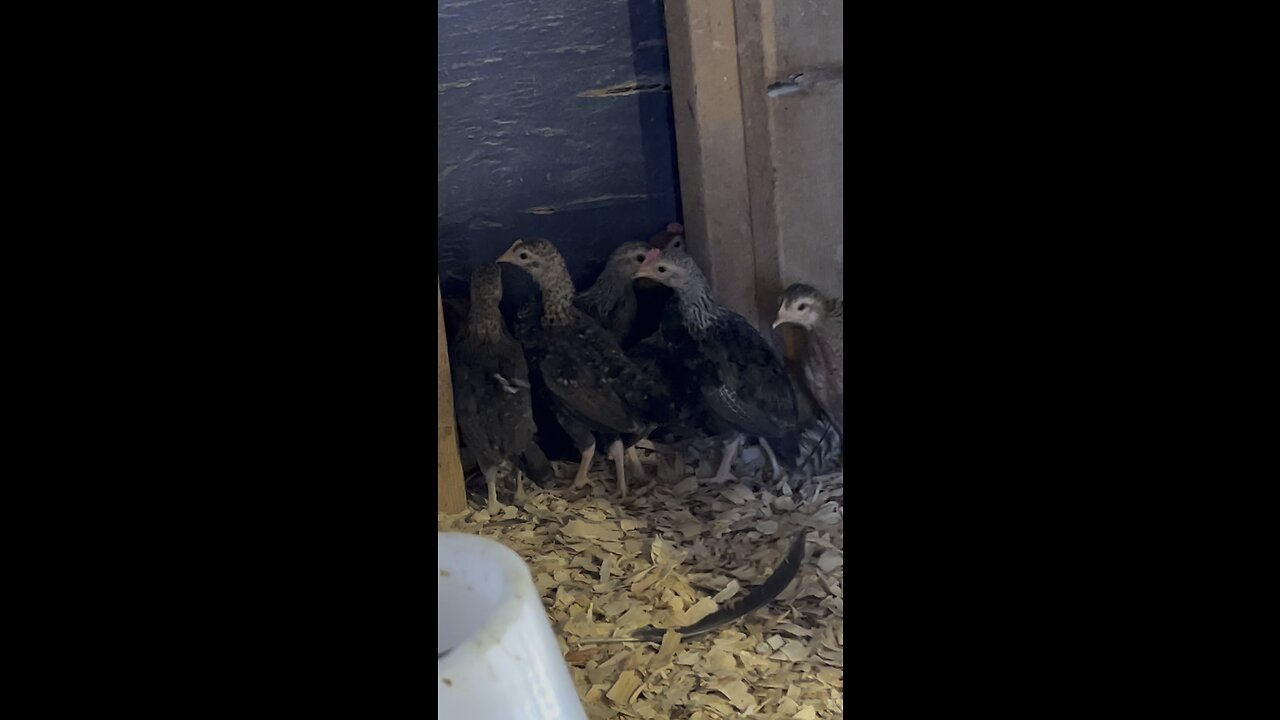 Bantam Chicks