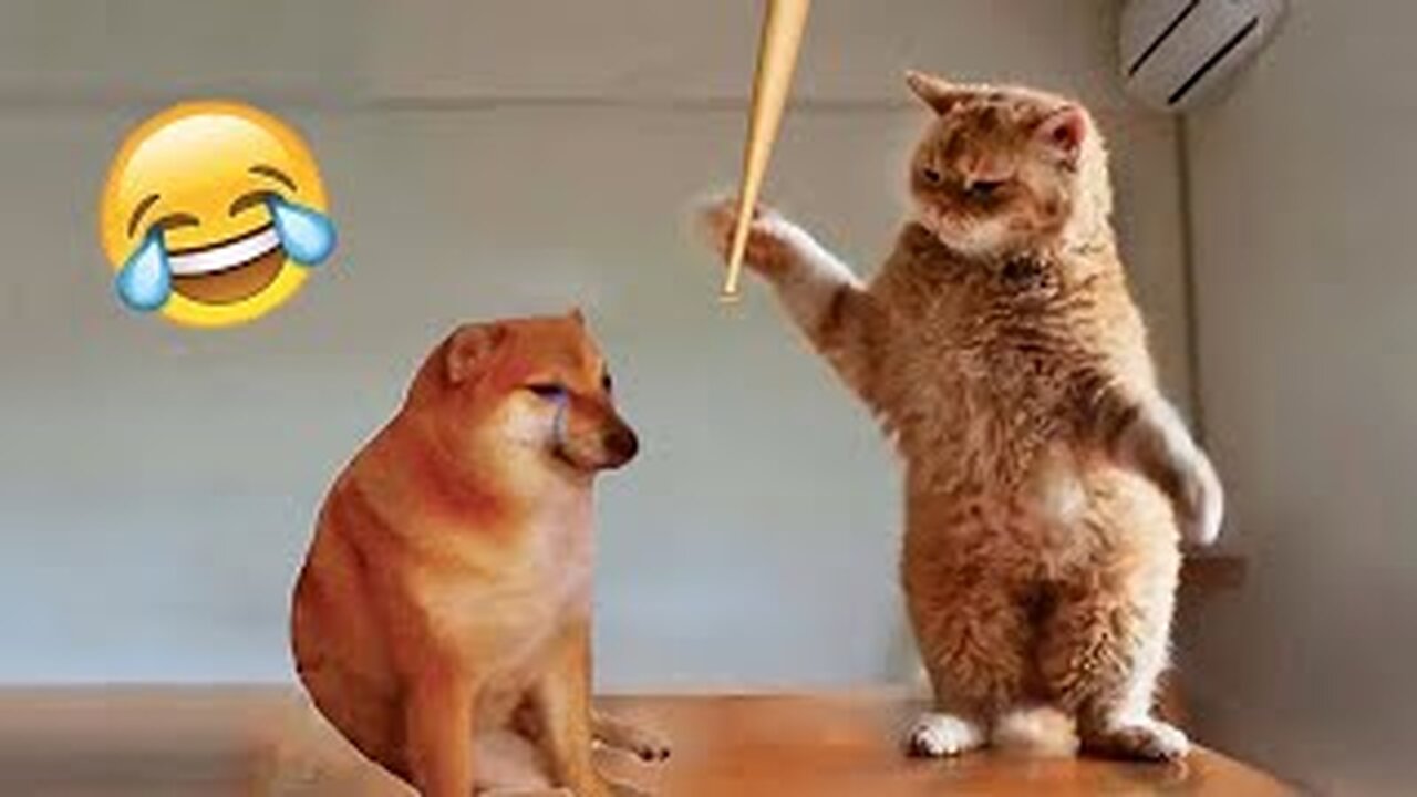 World Best Funniest🤣Cat vs animal vs Kid 🤼♂️ Entertainment Don't Try Laughing 🤣 2024 clips 🫡