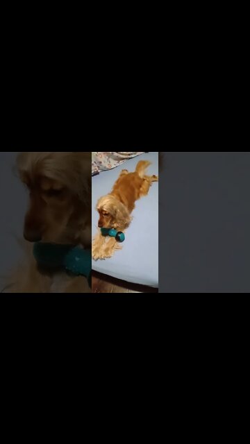 #dogshow , #animals , #dogs , shorts