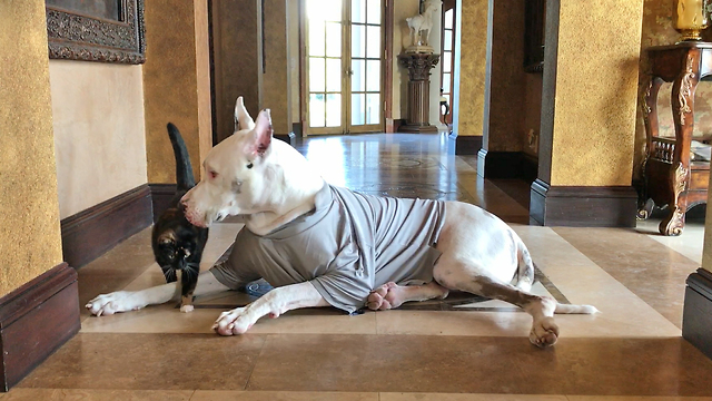 Deaf Whipped Cream Loving Great Dane Gets Cat Bombed