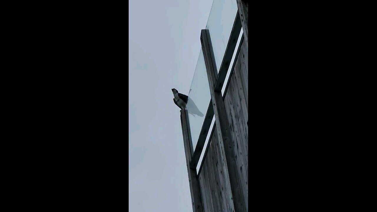 Eagle with a fish in it's talons!