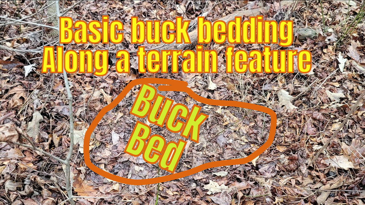 Public Land Basic Buck Bedding Areas