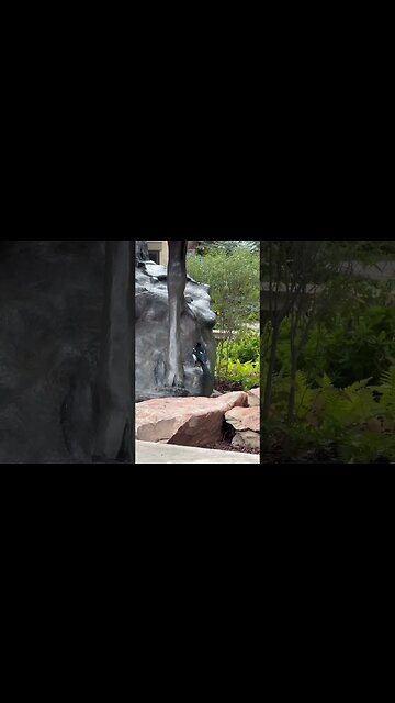 Chatty Magpie #Shorts