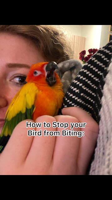 How to Stop your Bird from Biting: