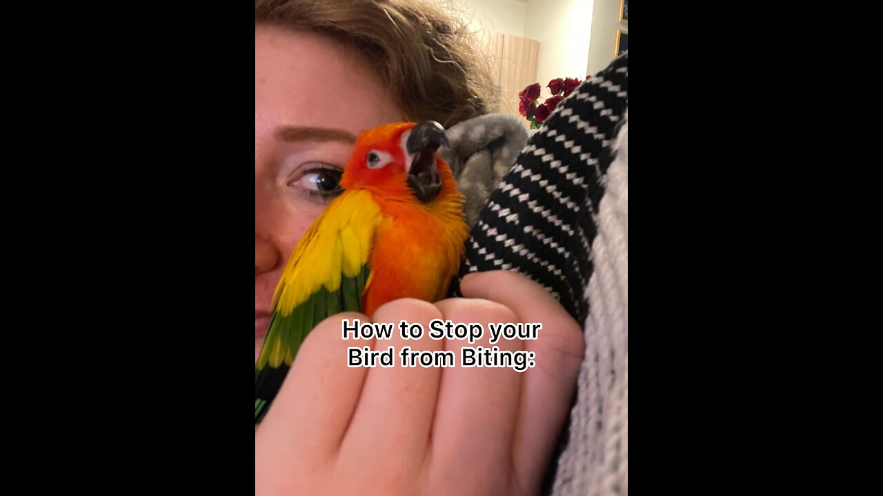 How to Stop your Bird from Biting: